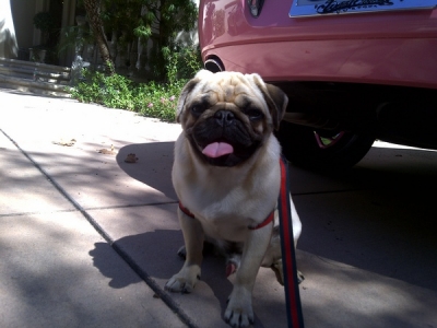 Paris Hilton rescued Mugsy the pug on August 23, 2010
