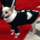 Access Hollywood Live: Holiday Doggie Fashion Show!
