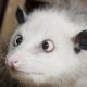 Heidi the Opossum in a December 14, 2010 photo