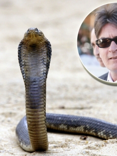 An Egyptian cobra (Inset: Charlie Sheen)