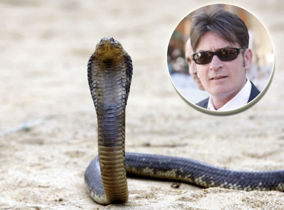 An Egyptian cobra (Inset: Charlie Sheen)