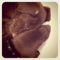 Louis and Vuitton — Kendall and Kylie Jenner’s new chocolate lab puppies — are seen sleeping in a photo posted by Kim Kardashian on December 26, 2011