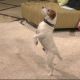 Meet ‘The Artist’ Star Uggie The Dog
