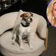 Uggie the Dog visits Access Hollywood Live on February 1, 2012; inset: Reese Witherspoon
