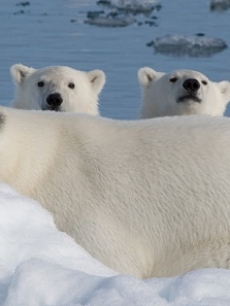 ‘To The Arctic’
