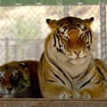 Thriller and Sabu, Michael Jackson’s former tigers, at The Shambala Preserver, June 11, 2006