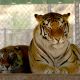 Thriller and Sabu, Michael Jackson’s former tigers, at The Shambala Preserver, June 11, 2006