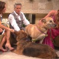 Joss Stone Asks For Help Adopting Two Adorable Dogs