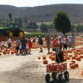 Underwood Family Farms Pumpkin Patch