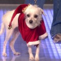 Sharon Lawrence’s Christmas Doggie Fashion Show & Adoption Plea

