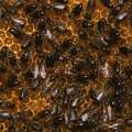 Bees - Honeycomb