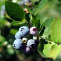 Blueberries