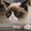Grumpy Cat appears on ‘Good Morning America,’ on March 22, 2103