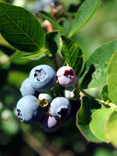 Blueberries