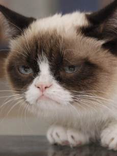 Grumpy Cat appears on ‘Good Morning America,’ on March 22, 2103
