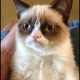 Access’ top meme of 2013 is Grumpy Cat! The female cat named Tartar Sauce became an internet star after her human “Uncle” posted pictures of her online.
