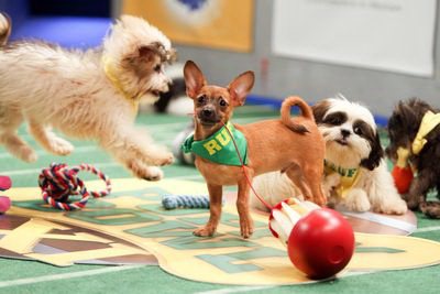 Puppy Bowl XI (Discovery)