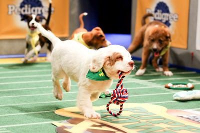 Puppy Bowl XI (Discovery)