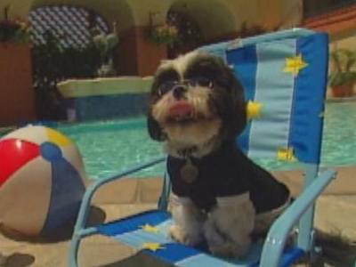 Doggy fashions!
