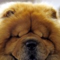 Chubby, a 5-year old chow chow at the Westminster Dog Show at Madison Square Garden