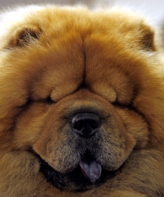 Chubby, a 5-year old chow chow at the Westminster Dog Show at Madison Square Garden