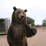 Rock the grizzly bear from ‘Semi-Pro’ (pictured in Nov. 2007)