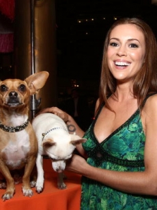 Rusco, Angel and actress Alyssa Milano at a ‘Beverly Hills Chihuahua’ party 