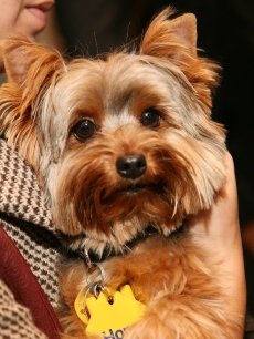 Vanessa Williams’ Yorkshire terrier Enzo! 