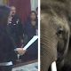 Cher speaks out for Billy the elephant
