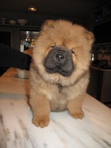 Martha Stewart’s dog Ghenghis Khan