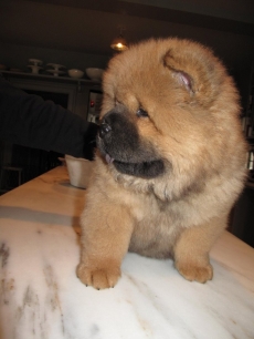 Martha Stewart’s dog Ghenghis Khan