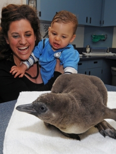 Tony Award-winning actress, Marissa Jaret Winokur and 10 month-old son Zev get an up close look at a Humboldt penguin chick during a behind-the-scenes tour at SeaWorld San Diego