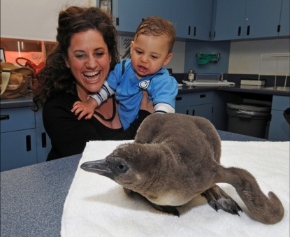 Tony Award-winning actress, Marissa Jaret Winokur and 10 month-old son Zev get an up close look at a Humboldt penguin chick during a behind-the-scenes tour at SeaWorld San Diego